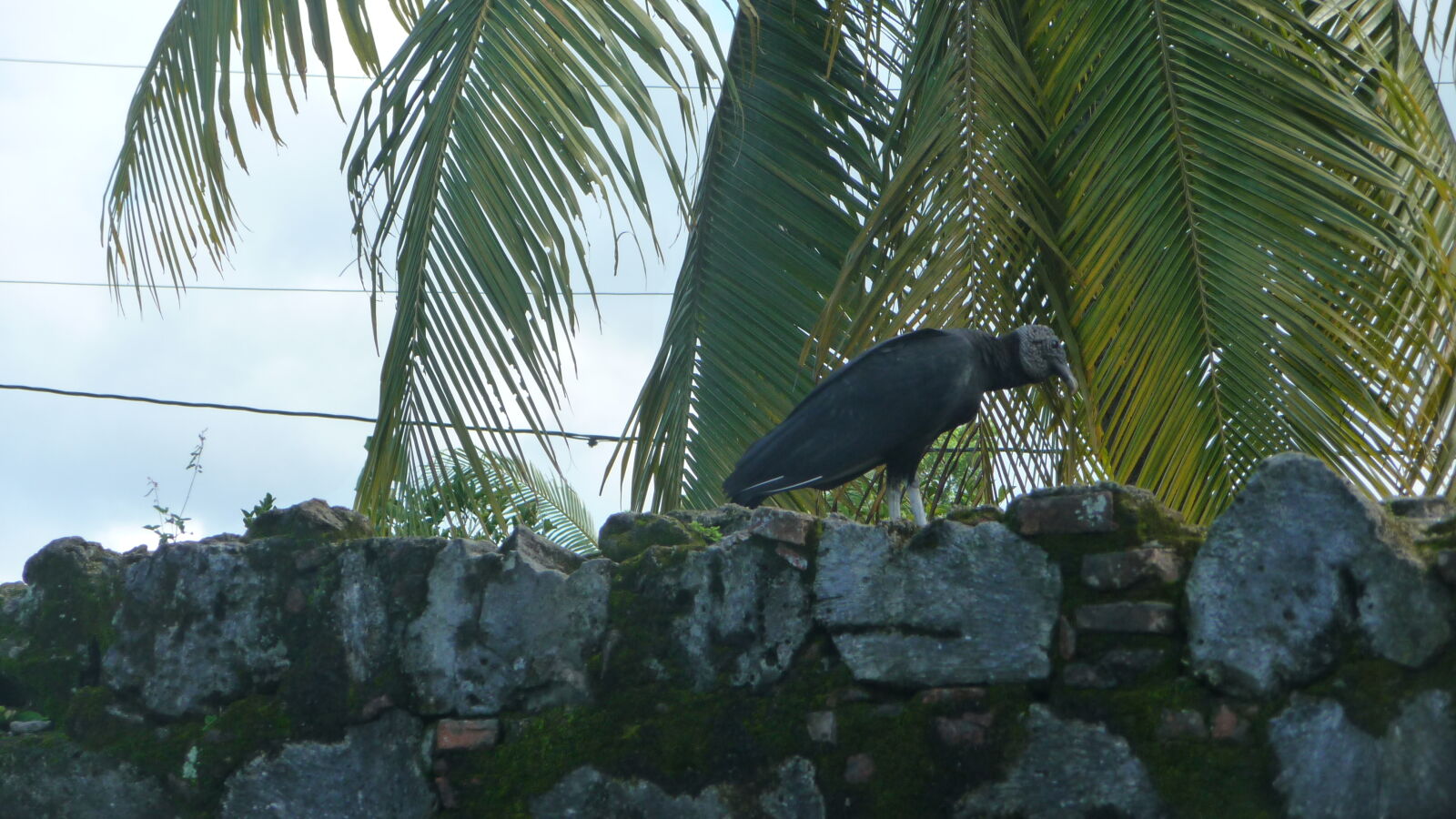 San Jeronimo Fort.
