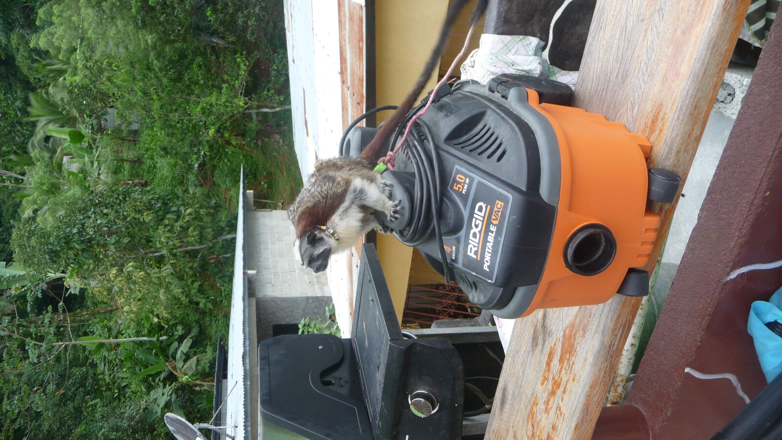 Chiqui.