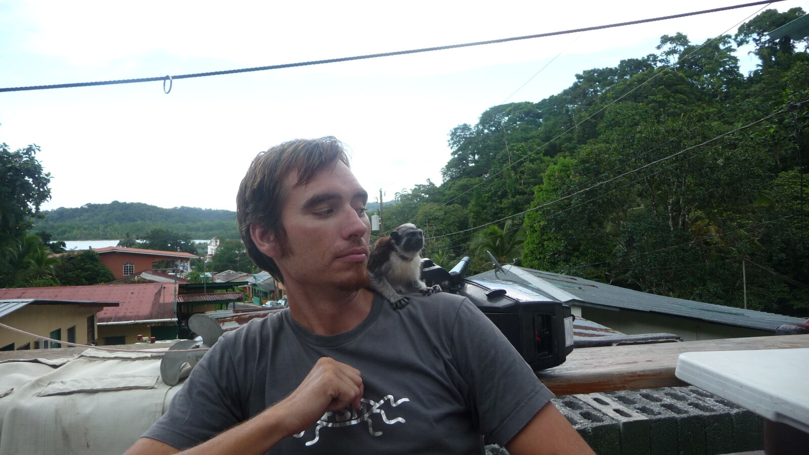 Affe.