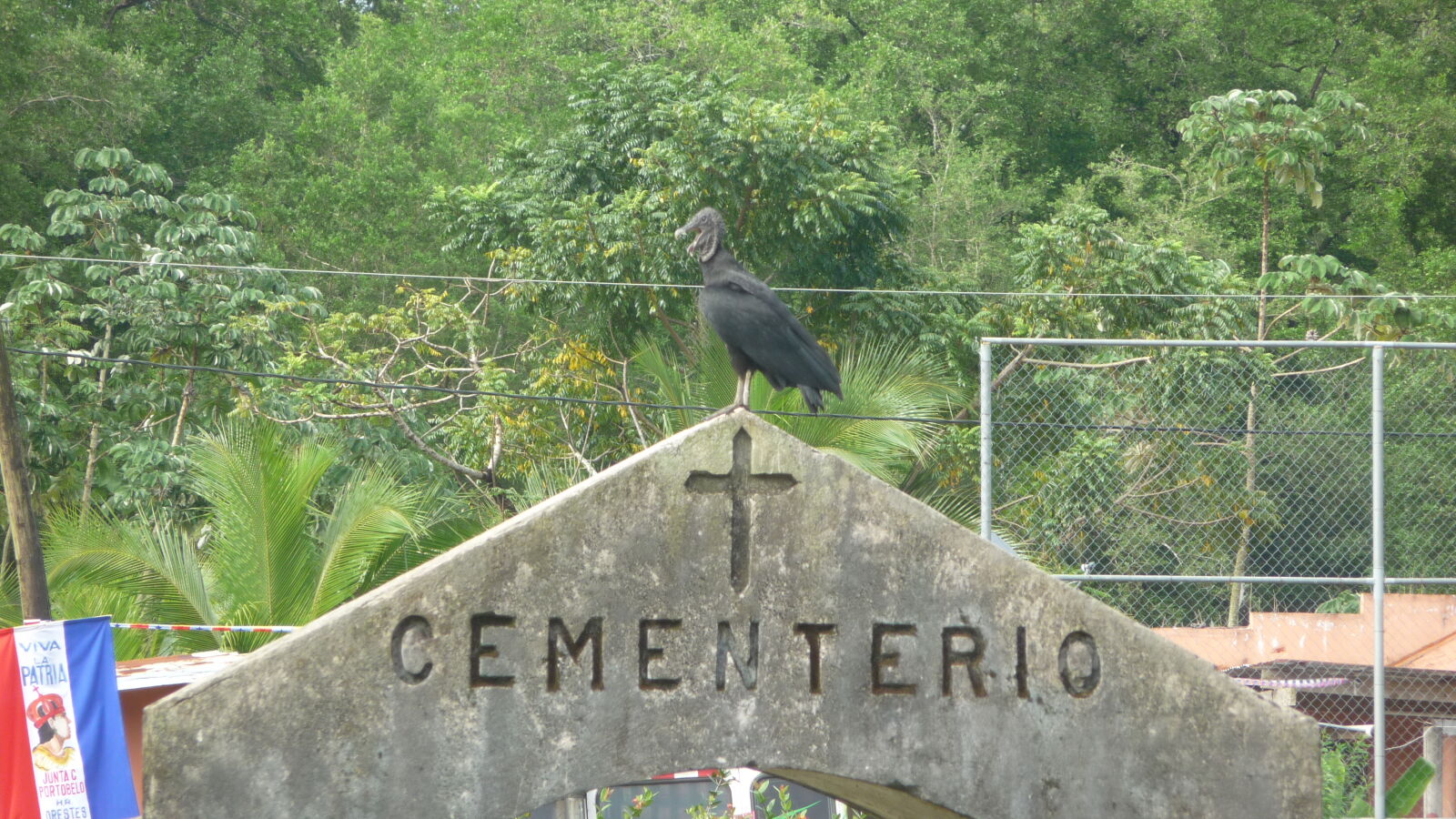 Geier im Friedhof