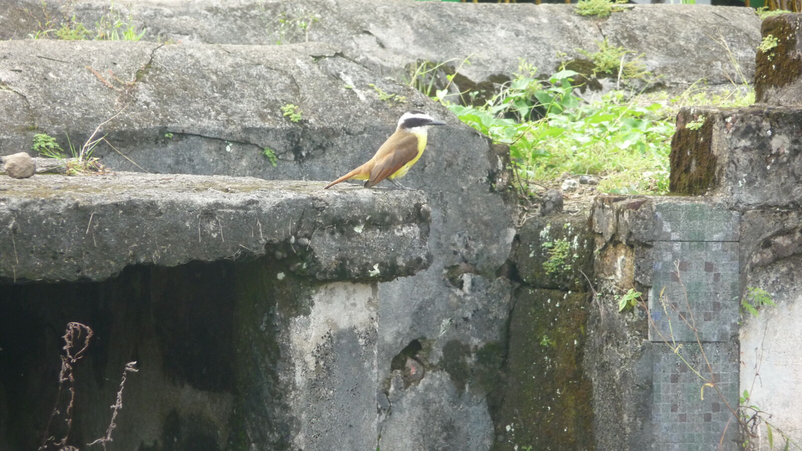 Schöner Vogel im Friedhof