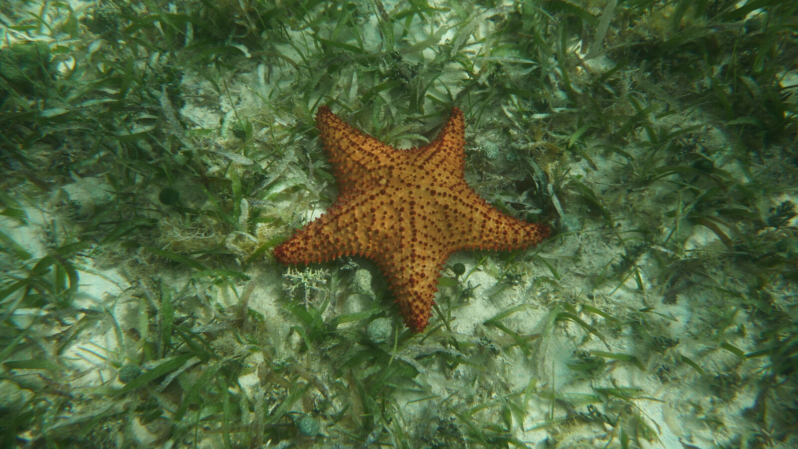 Schnorcheln bei Miriadup, West Lemmon Cays.