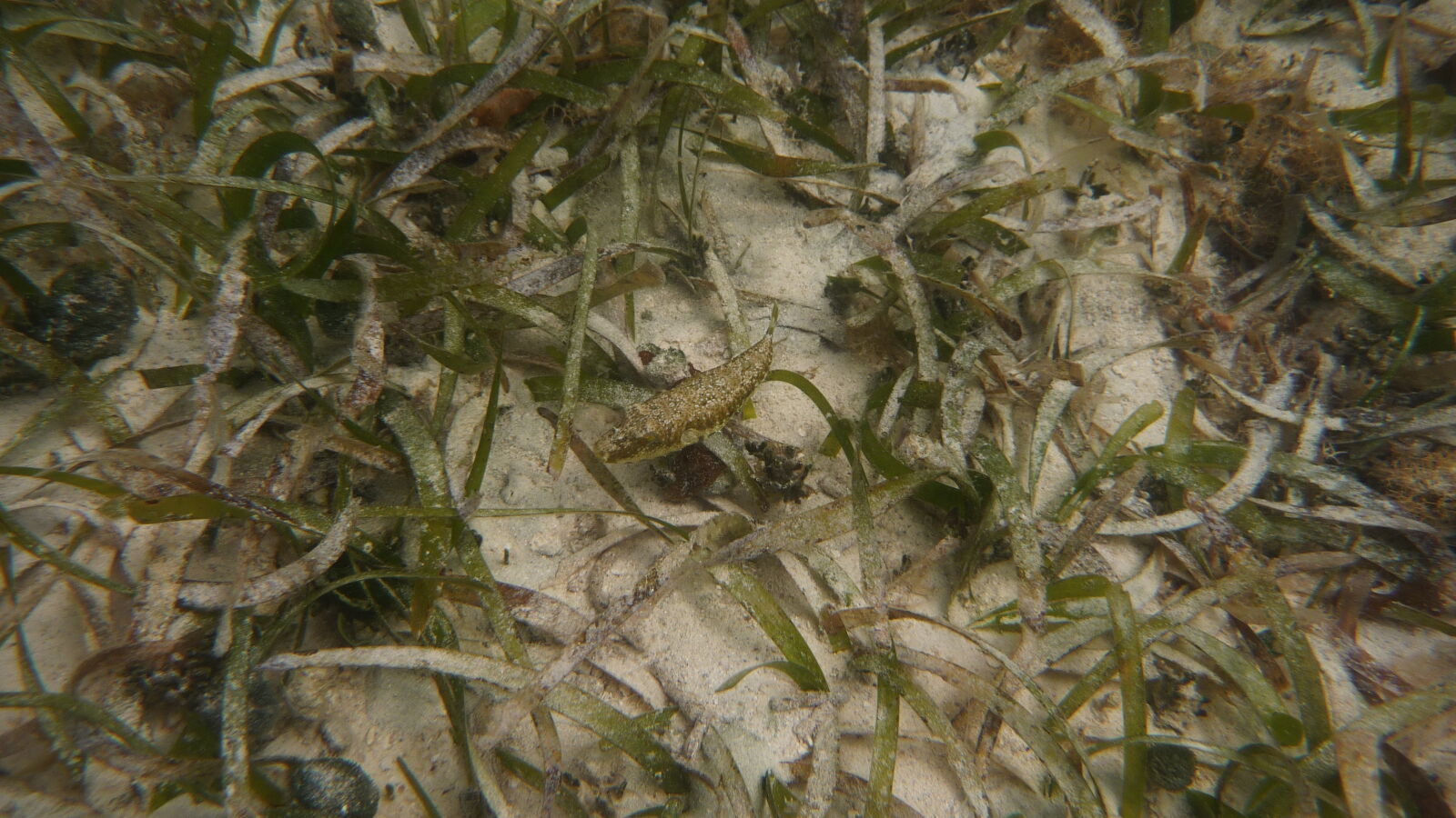 Schnorcheln bei Miriadup, West Lemmon Cays.