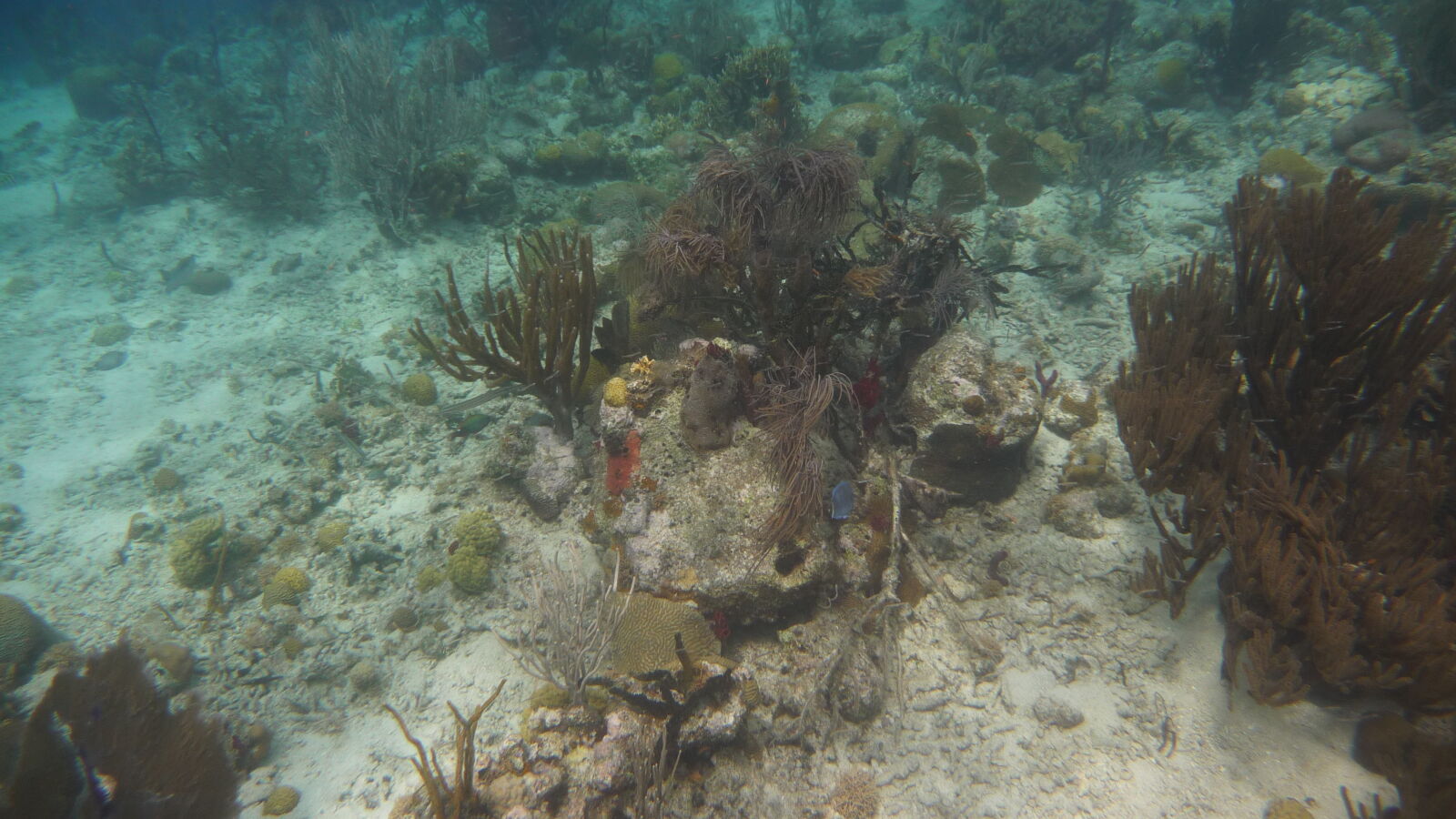 Schnorcheln bei Miriadup, West Lemmon Cays.