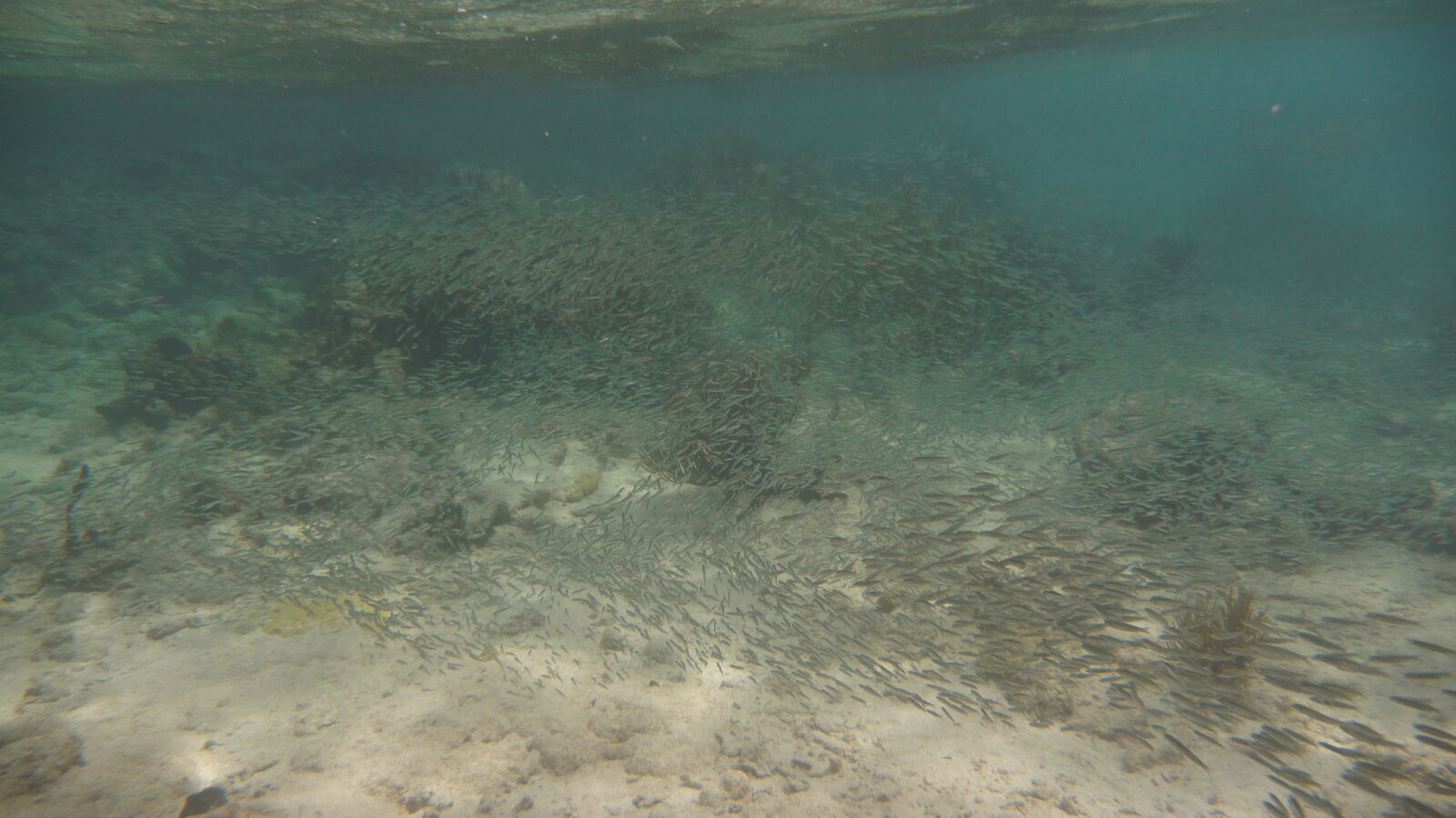 Schnorcheln bei Miriadup, West Lemmon Cays.