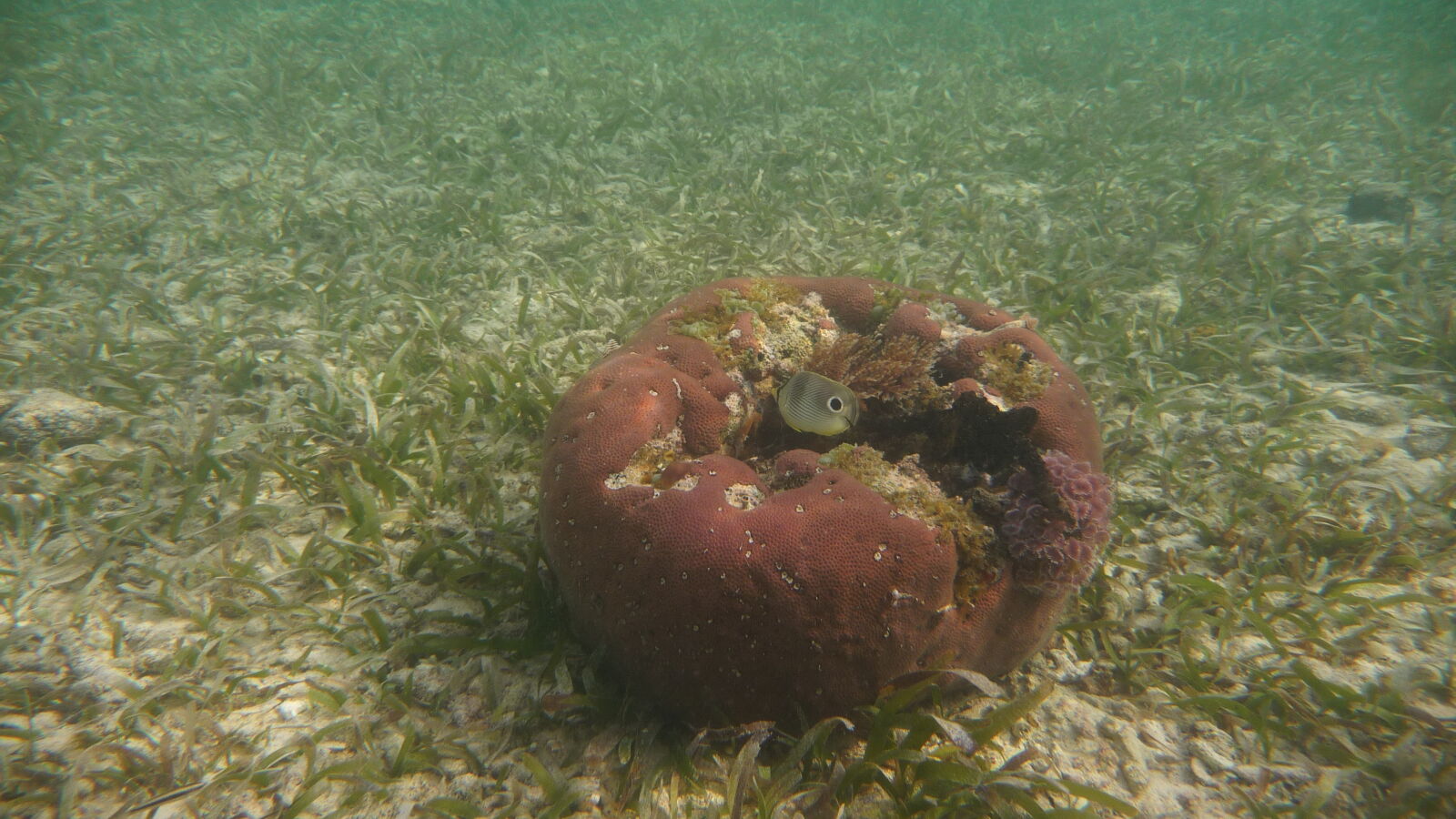 Schnorcheln bei Tiadup, West Lemmon Cays.