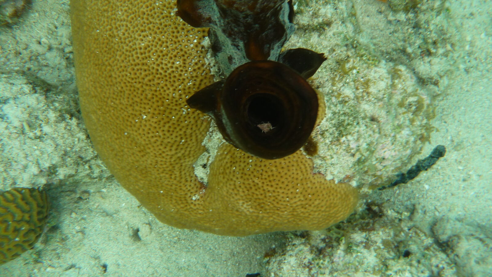 Schnorcheln bei Tiadup, West Lemmon Cays.
