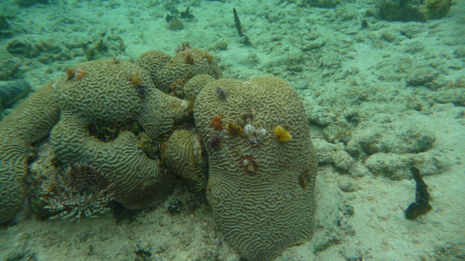 Schnorcheln bei Tiadup, West Lemmon Cays.