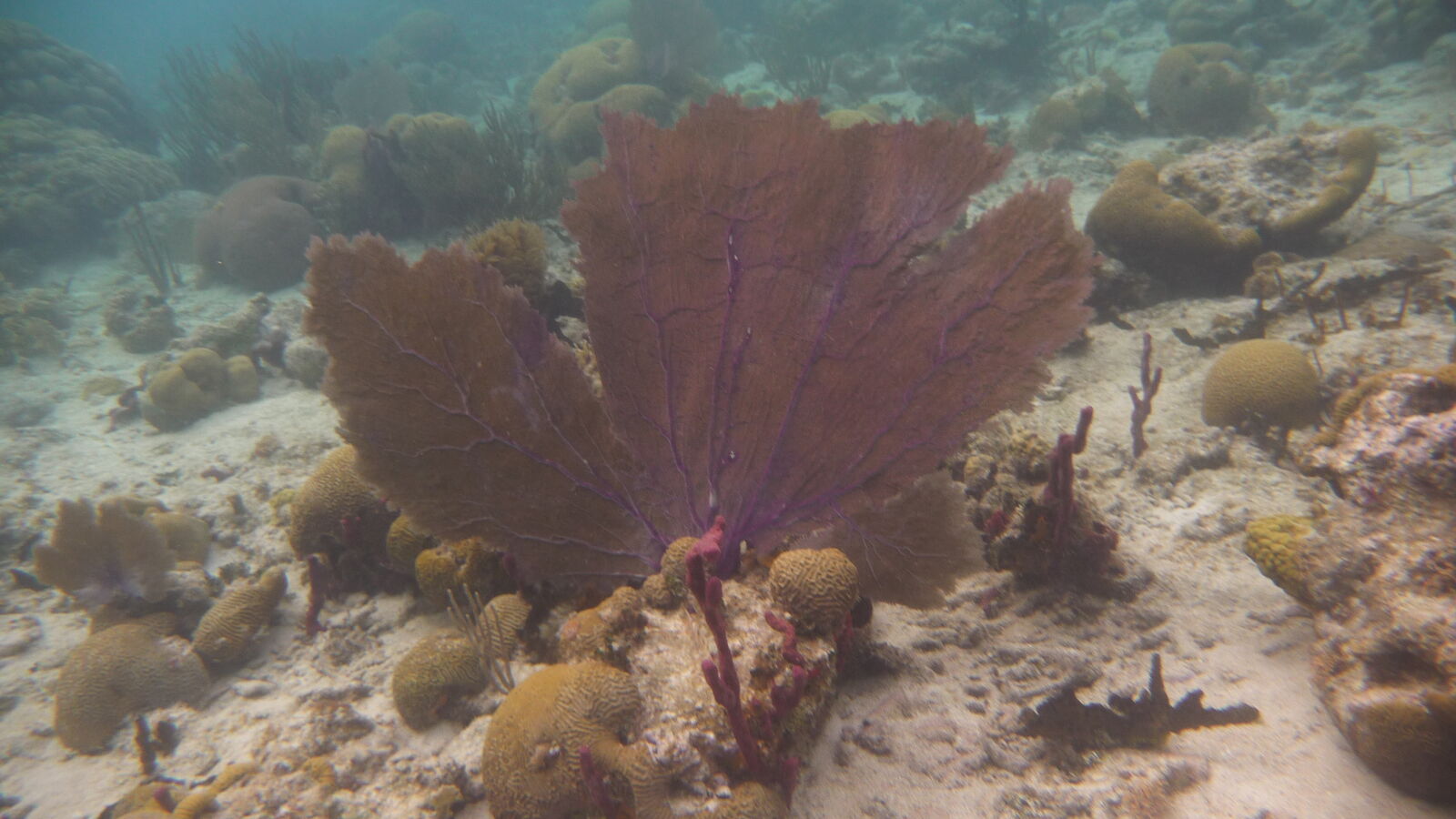 Schnorcheln bei Tiadup, West Lemmon Cays.