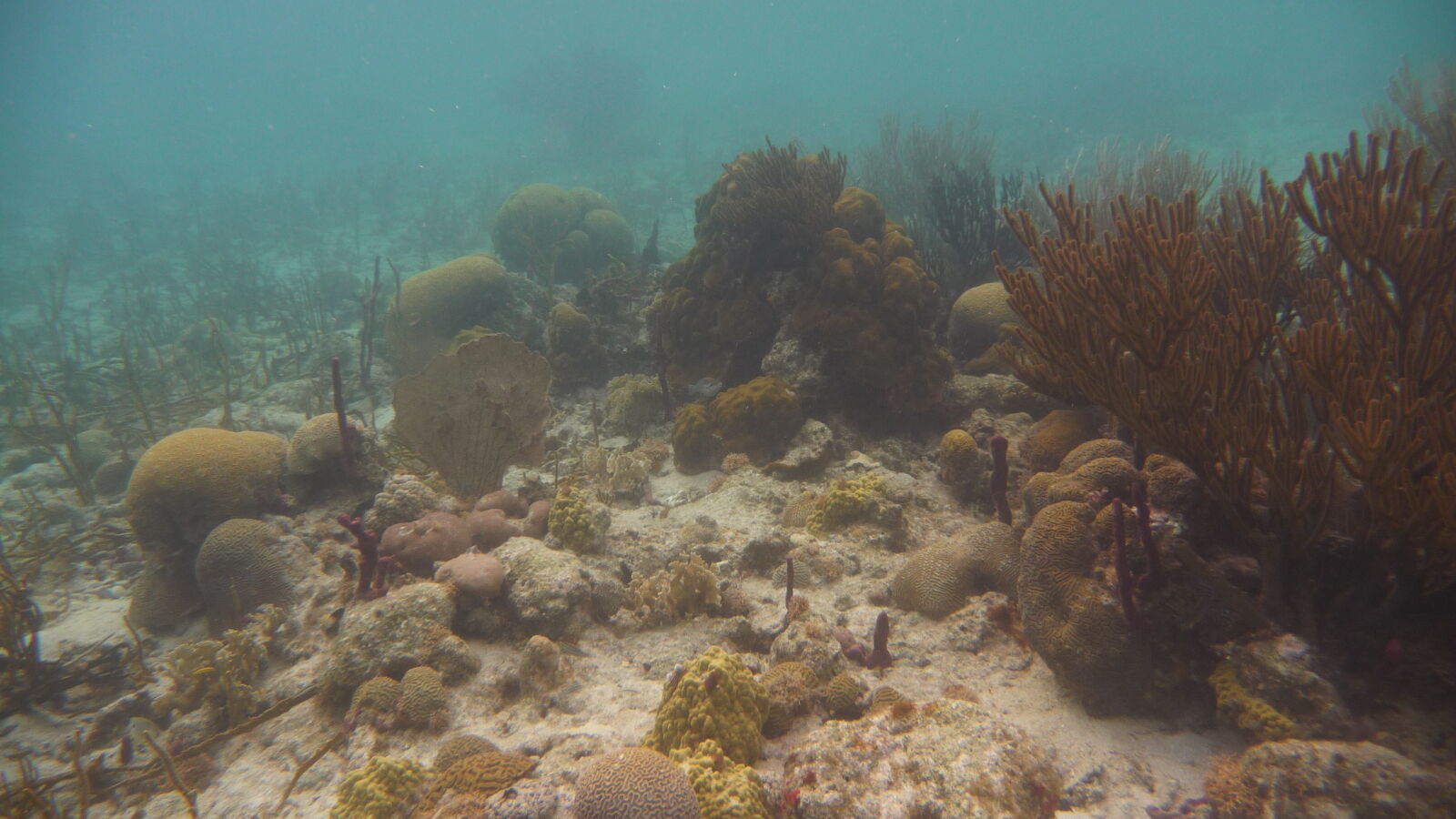 Schnorcheln bei Tiadup, West Lemmon Cays.