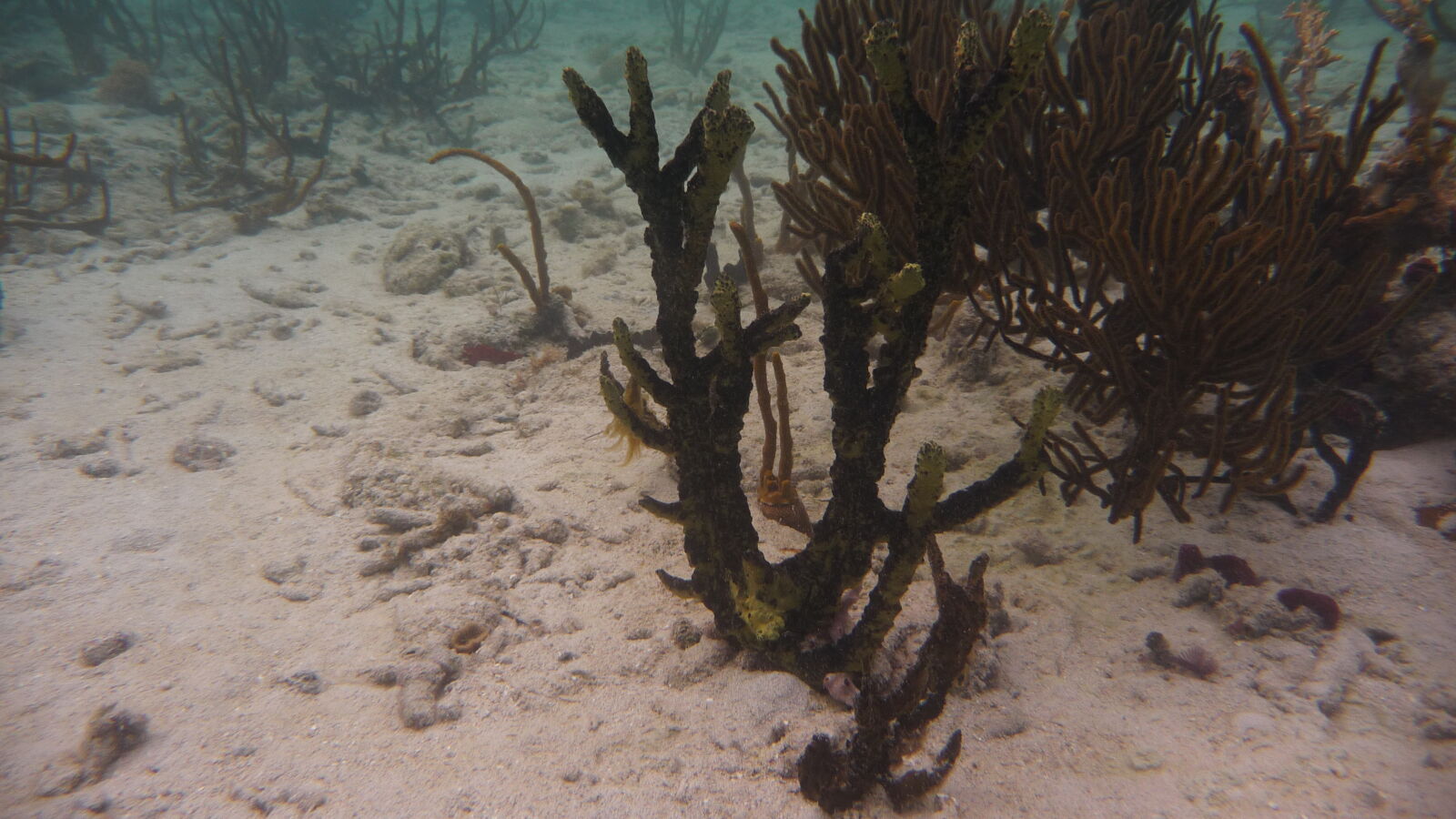 Schnorcheln bei Tiadup, West Lemmon Cays.