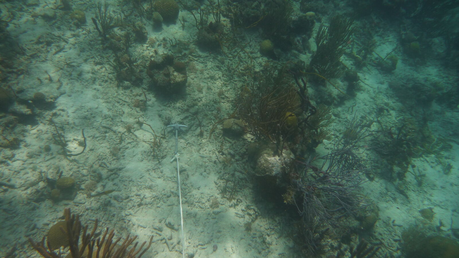 Schnorcheln bei Miriadup, West Lemmon Cays.