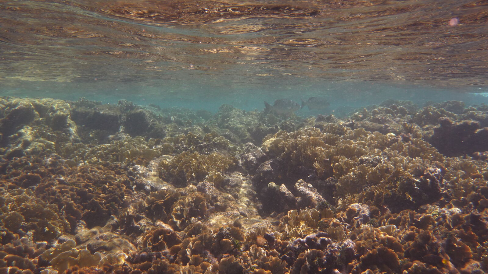 Schnorcheln bei Miriadup, West Lemmon Cays.