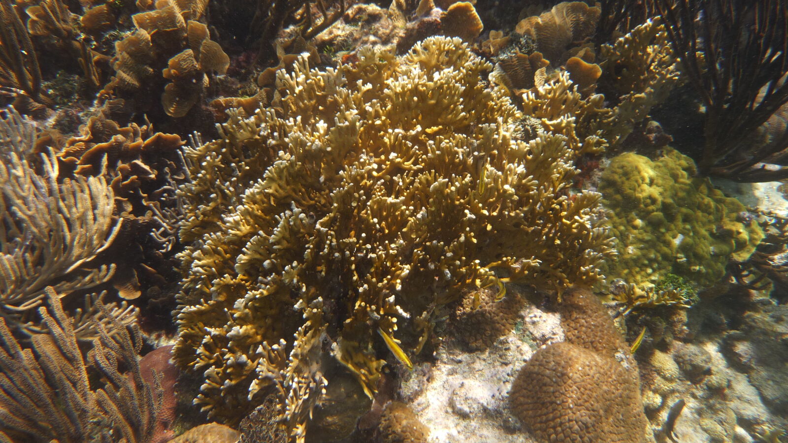 Schnorcheln bei Miriadup, West Lemmon Cays.