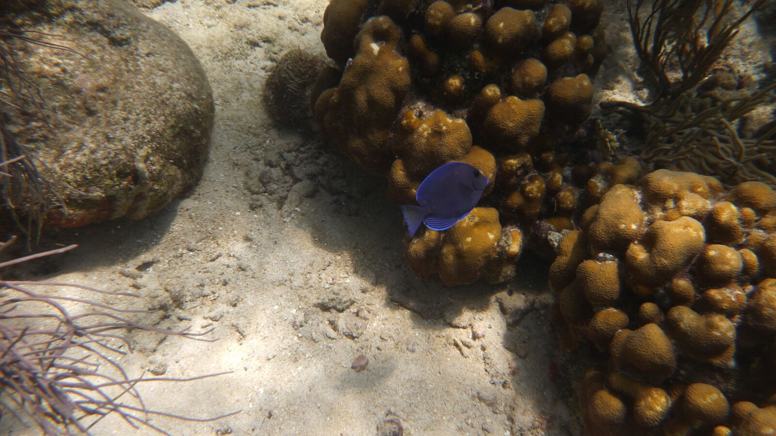 Schnorcheln bei Miriadup, West Lemmon Cays.