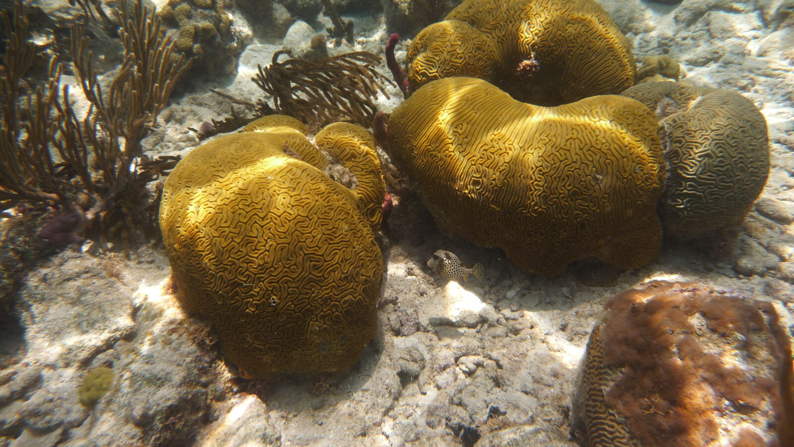 Schnorcheln bei Miriadup, West Lemmon Cays.
