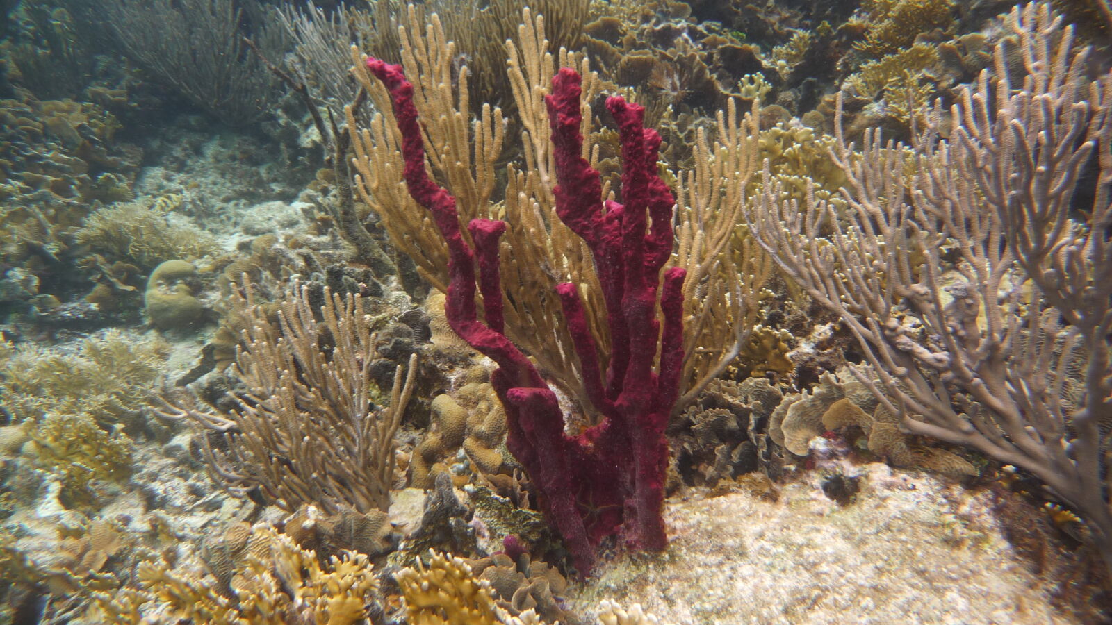 Schnorcheln bei Miriadup, West Lemmon Cays.
