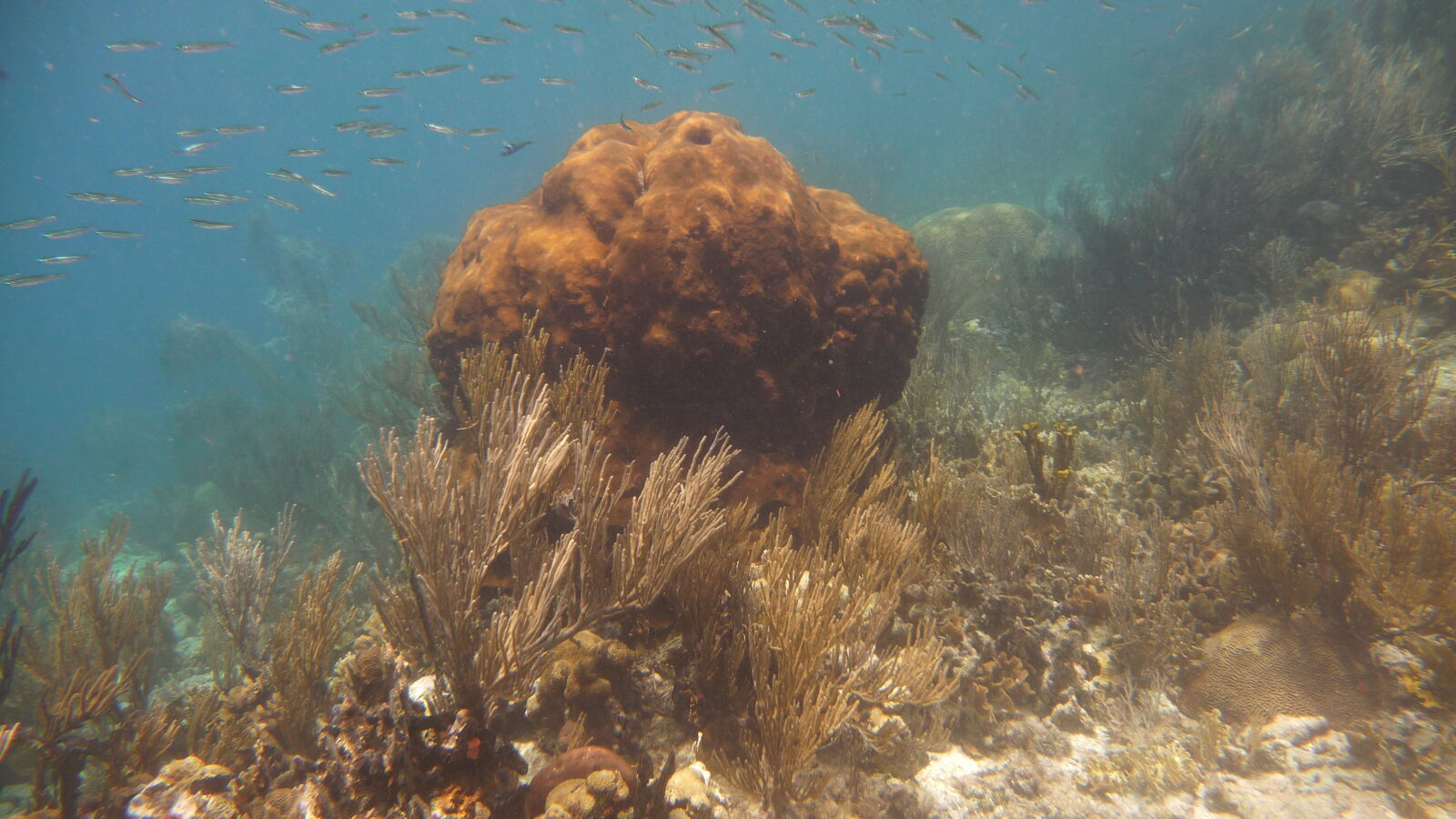 Schnorcheln bei Miriadup, West Lemmon Cays.