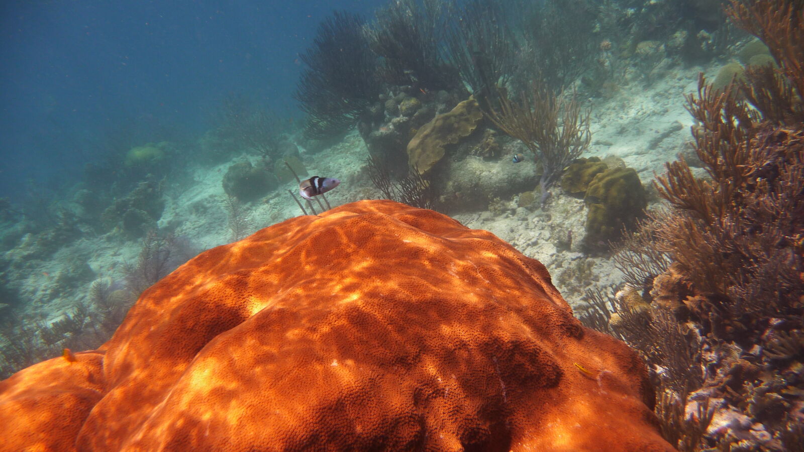 Schnorcheln bei Miriadup, West Lemmon Cays.