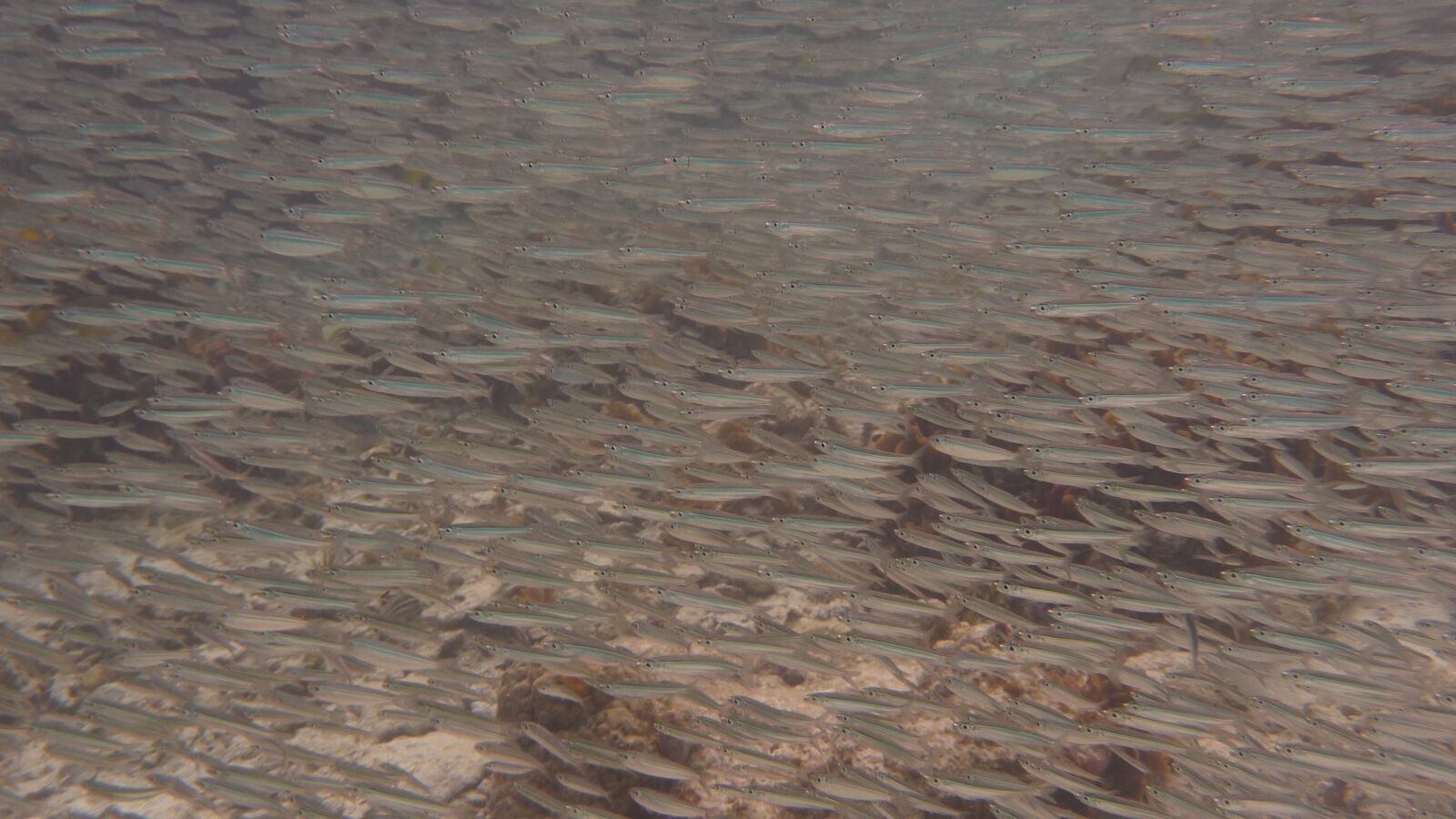 Schnorcheln bei Miriadup, West Lemmon Cays.