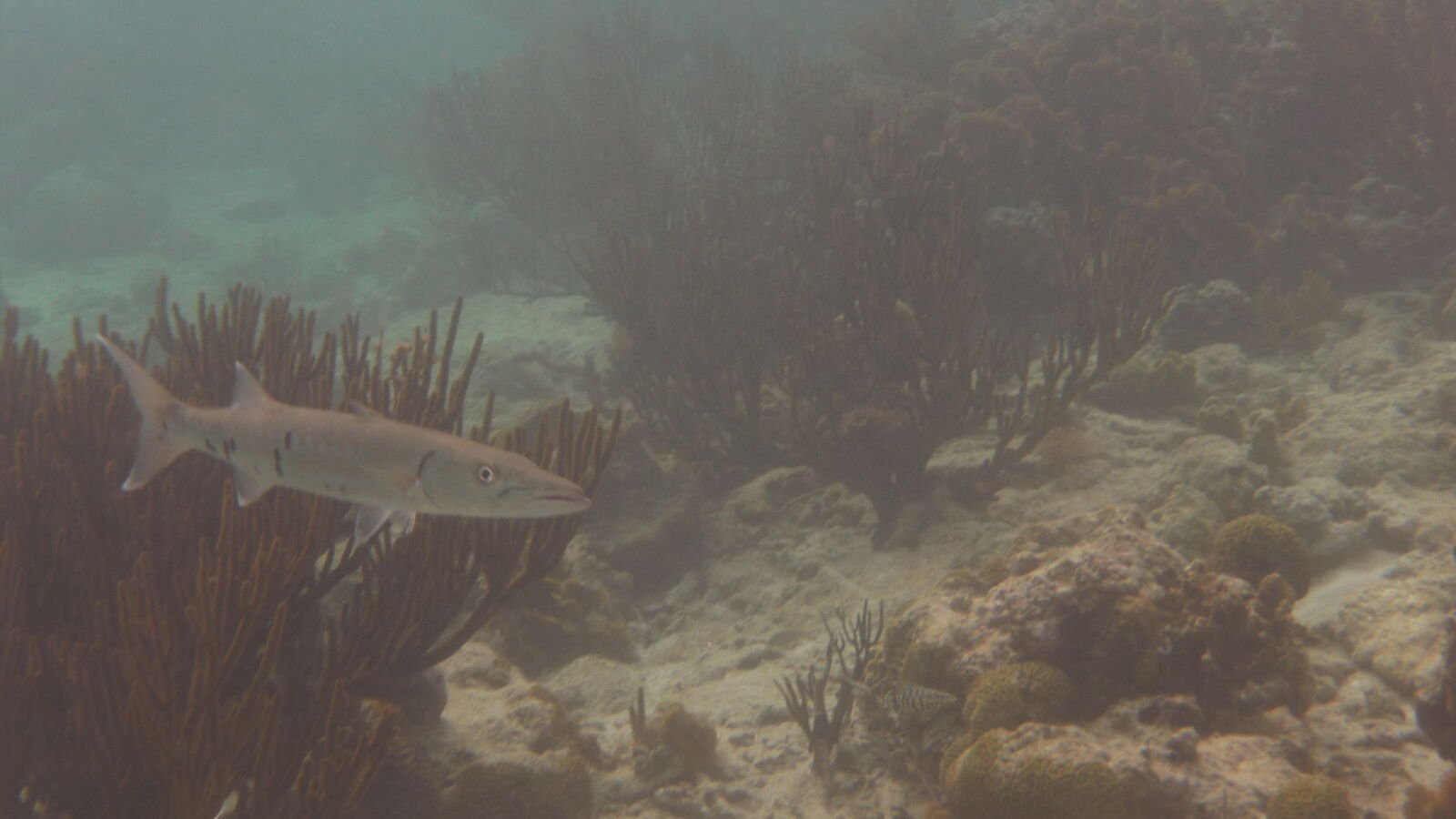 Schnorcheln bei Miriadup, West Lemmon Cays.