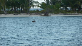 Miriadup, West Lemmon Cays.