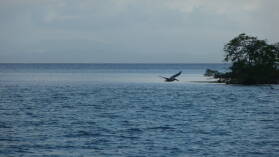 Miriadup, West Lemmon Cays.