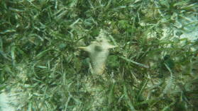 Schnorcheln bei Miriadup, West Lemmon Cays.