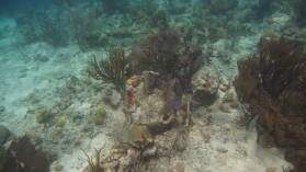 Schnorcheln bei Miriadup, West Lemmon Cays.