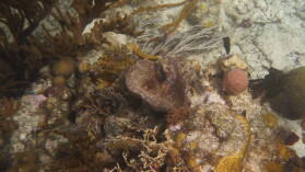 Schnorcheln bei Miriadup, West Lemmon Cays.