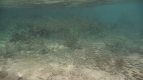 Schnorcheln bei Miriadup, West Lemmon Cays.