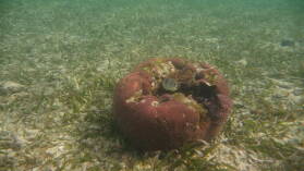 Schnorcheln bei Tiadup, West Lemmon Cays.