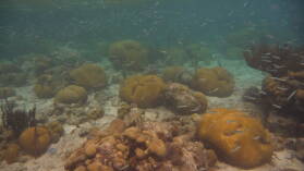 Schnorcheln bei Tiadup, West Lemmon Cays.