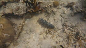 Schnorcheln bei Tiadup, West Lemmon Cays.