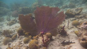 Schnorcheln bei Tiadup, West Lemmon Cays.