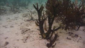 Schnorcheln bei Tiadup, West Lemmon Cays.