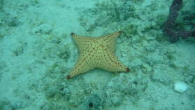 Schnorcheln bei Tiadup, West Lemmon Cays.