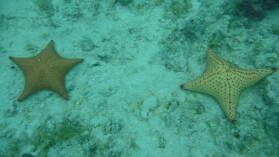 Schnorcheln bei Tiadup, West Lemmon Cays.
