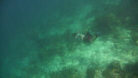 Schnorcheln bei Miriadup, West Lemmon Cays.