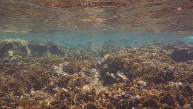 Schnorcheln bei Miriadup, West Lemmon Cays.