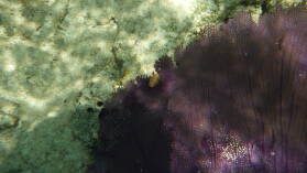 Schnorcheln bei Miriadup, West Lemmon Cays.