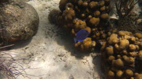 Schnorcheln bei Miriadup, West Lemmon Cays.