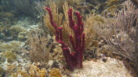 Schnorcheln bei Miriadup, West Lemmon Cays.
