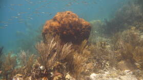 Schnorcheln bei Miriadup, West Lemmon Cays.