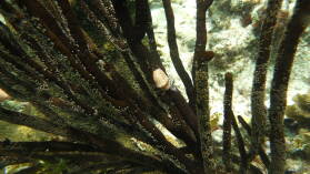 Schnorcheln bei Miriadup, West Lemmon Cays.