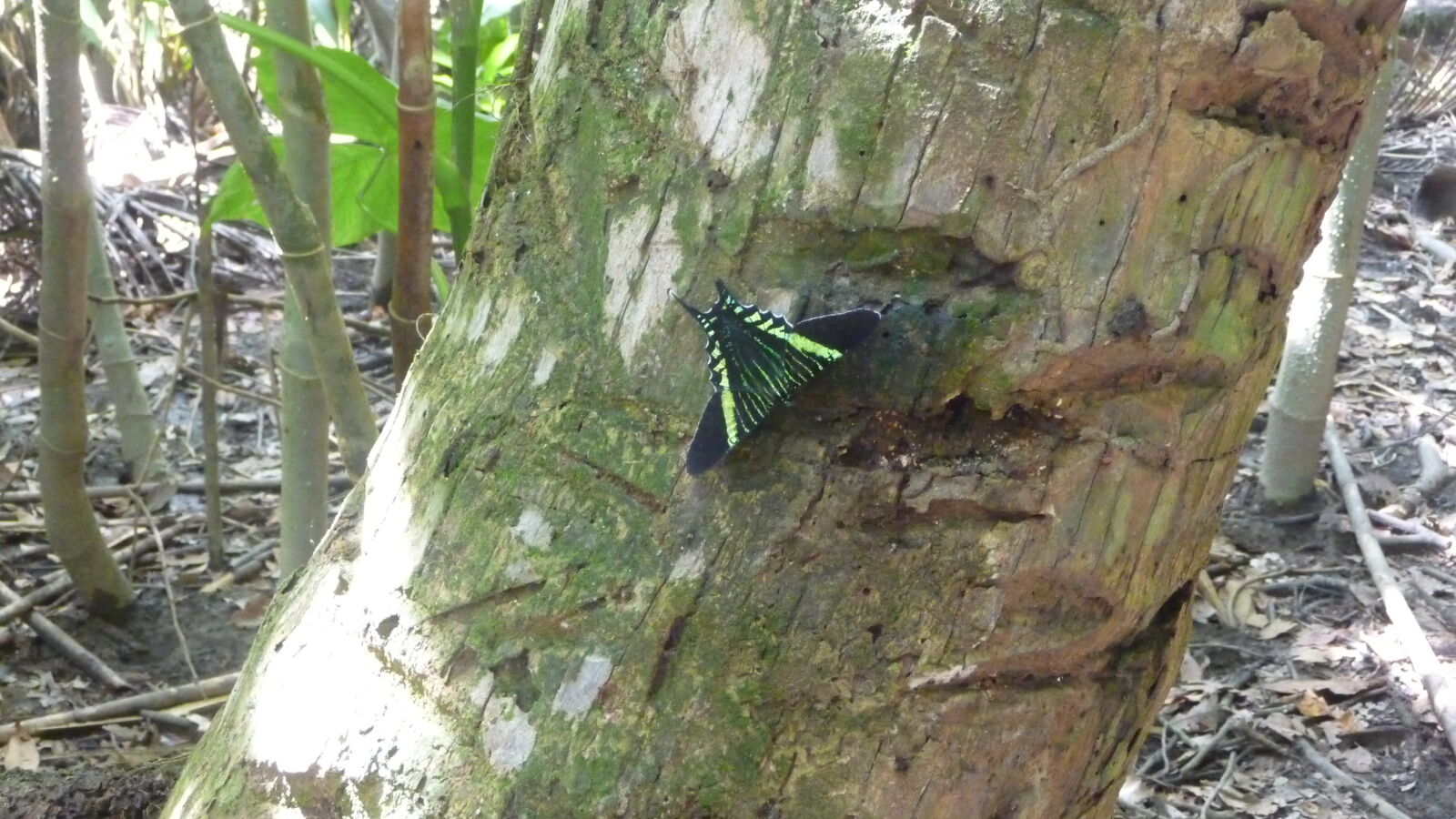 Puerto Escoses.