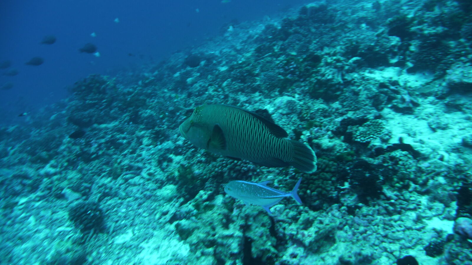 Napoleonfisch; Tauchgang am Außenriff von Passe de Tiputa.