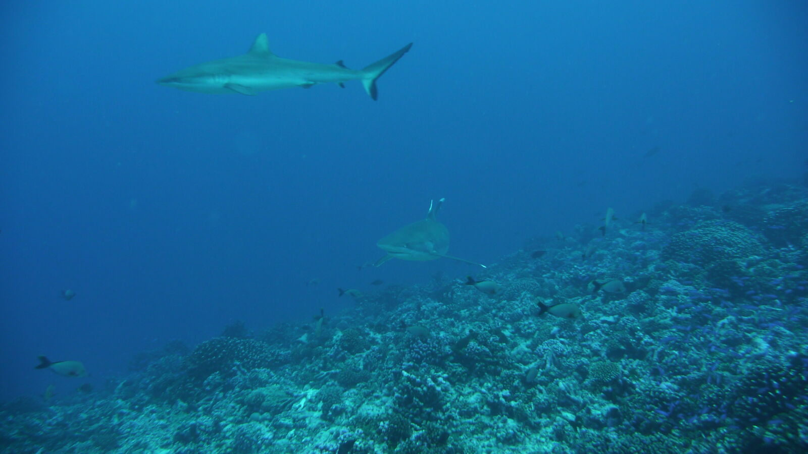 Silvertip Shark, darüber Gray Reef Shark; Tauchgang am Außenriff von Passe d'Avatoru.