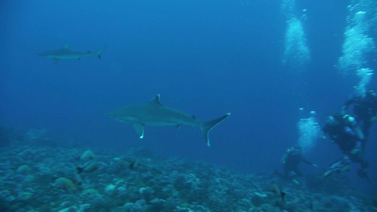 Silvertip Shark, darüber Gray Reef Shark; Tauchgang am Außenriff von Passe d'Avatoru.