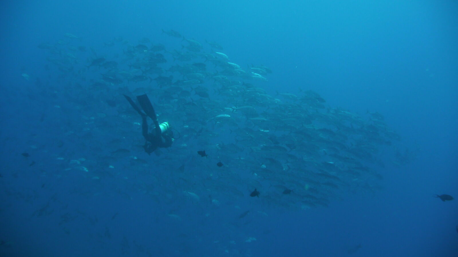 Big Eye Jacks; Tauchgang am Außenriff von Passe d'Avatoru.